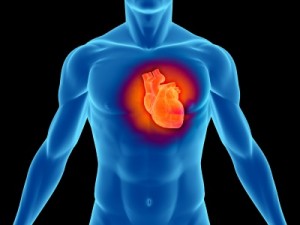 heart-muscle